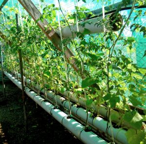 Happy tomatoes growing well.