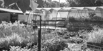 Help us grow at our George Street Community Nursery