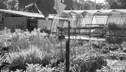 Growing a brighter future at the George Street Nursery