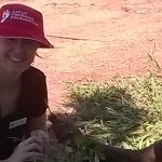 Nicole is working, living and learning in Galiwinku