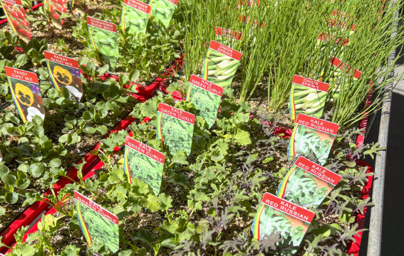 Potted spring plants