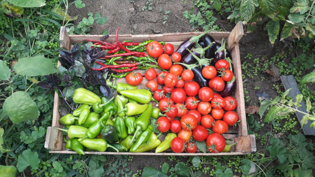 Wooden crate filled with freshly harvested tomatoes, capsicums, chillies, eggplants and basil, demonstrating home food-growing techniques featured at the Queensland Garden Show.