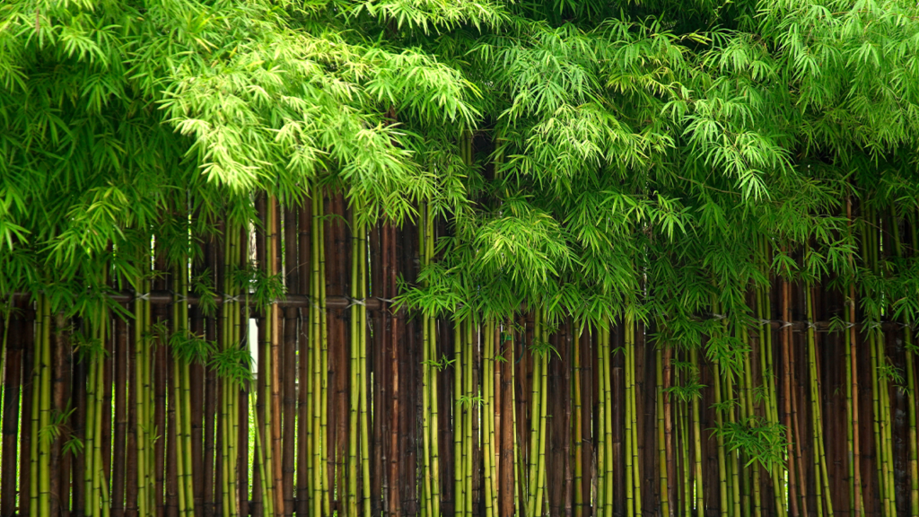 Clumping Bamboo, lined in a neat row, with slightly varying sizes.