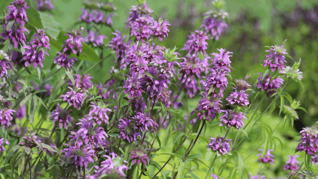 A photo of Lemon bergamot