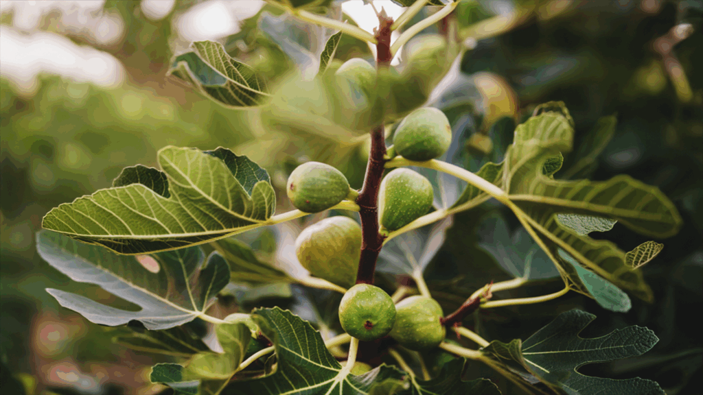 A photo of Figalicious dwarf fig (Ficus carica)
