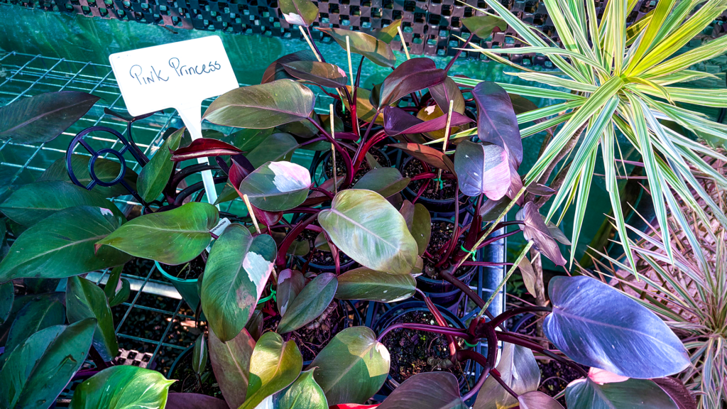 Pink Princess philodendron plants in pots displayed at the STEPS Garden Centre with variegated leaves