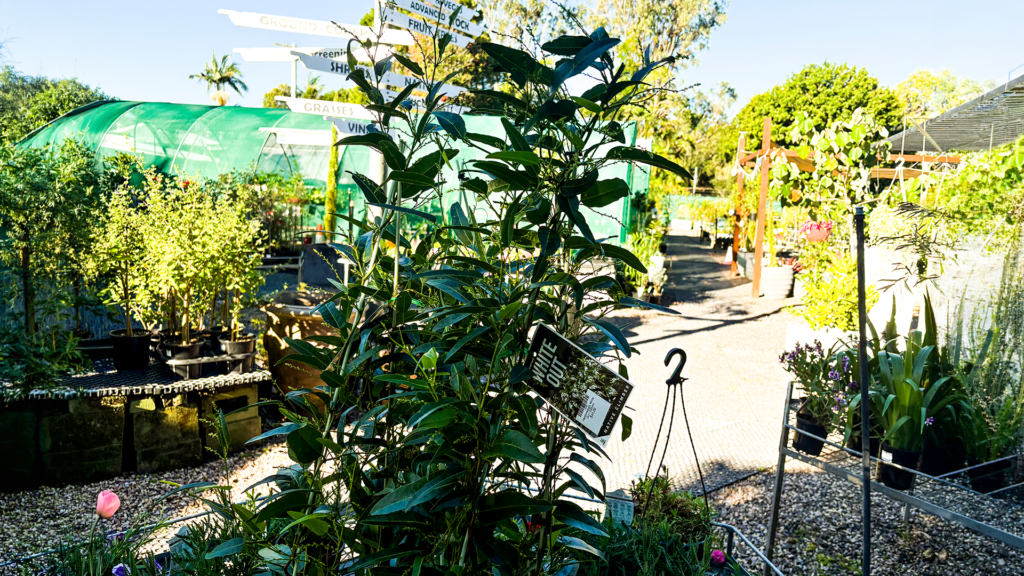 Hardenbergia ‘White Out’ photographed in STEPS Garden Centre