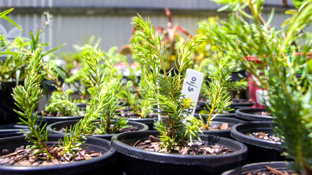 Small potted evergreen seedlings arranged outdoors on a display table, with a plant tag reading “$10” in one of the pots.