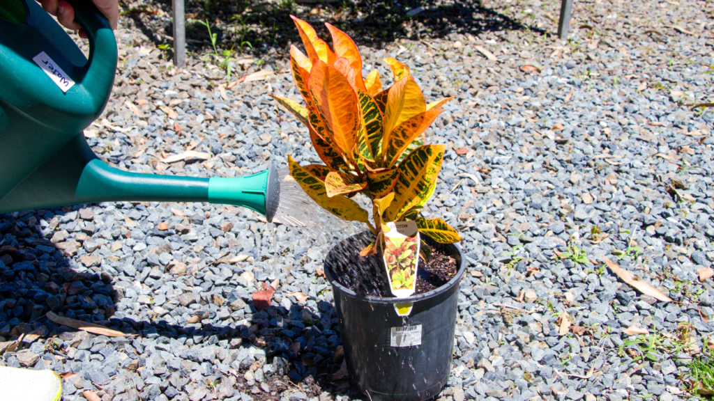 A person waters a potted plant with bright orange and yellow leaves using a green watering can.