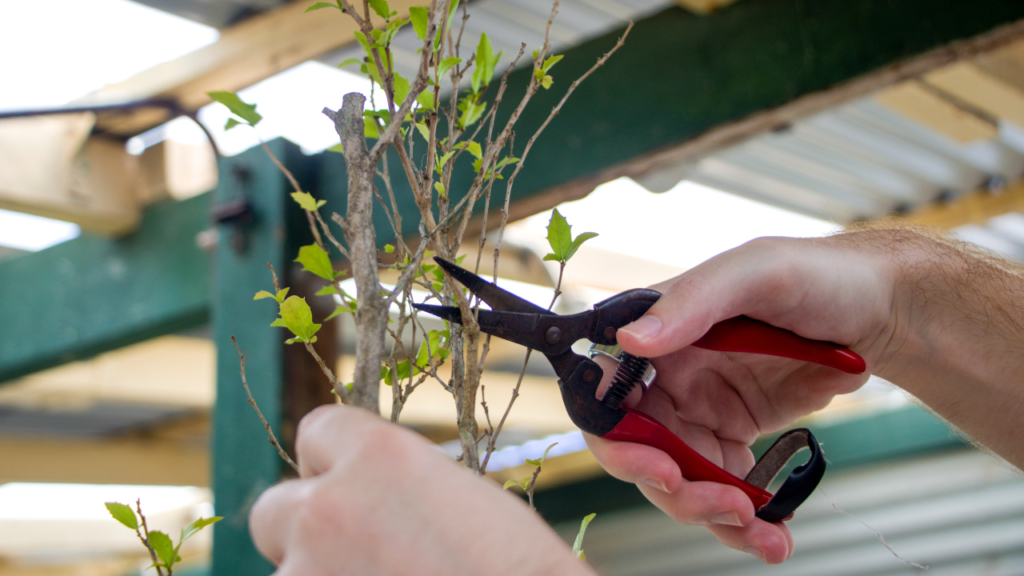 Hands using red-handled pruning shears to trim small branches on a young plant.