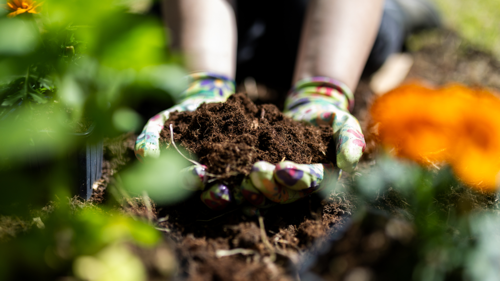 Close-up of gloved hands holding rich organic soil in a garden bed surrounded by plants and flowers