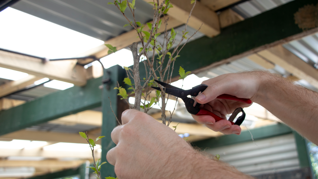 Close-up of hands using pruning shears to trim small tree branches at the STEPS Garden Centre