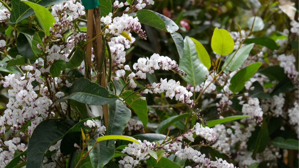 Flowering climbing ornamental garden plant Hardenbergia (Hardenbergia)