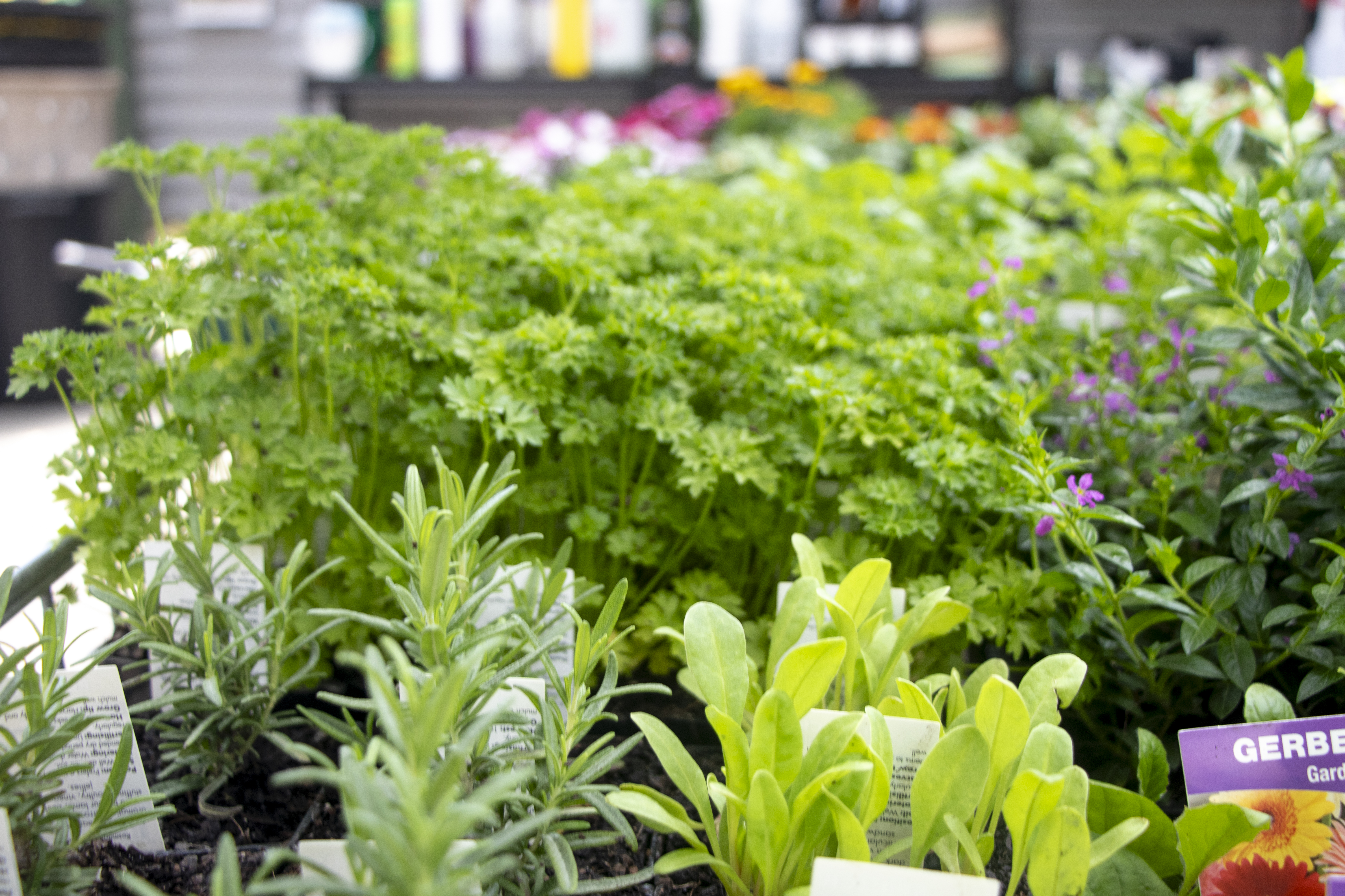 Young herb and vegetable seedlings, including parsley, lettuce, and other potted greens, arranged on display at the STEPS Garden Centre.