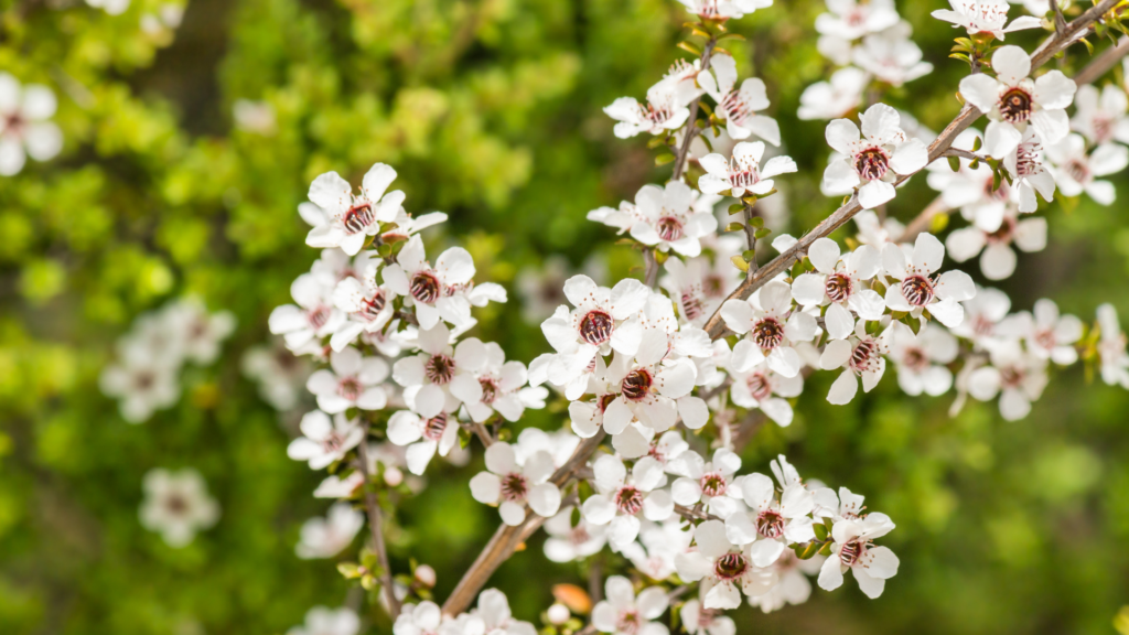 Leptospermum branch with small white flowers and soft green foliage