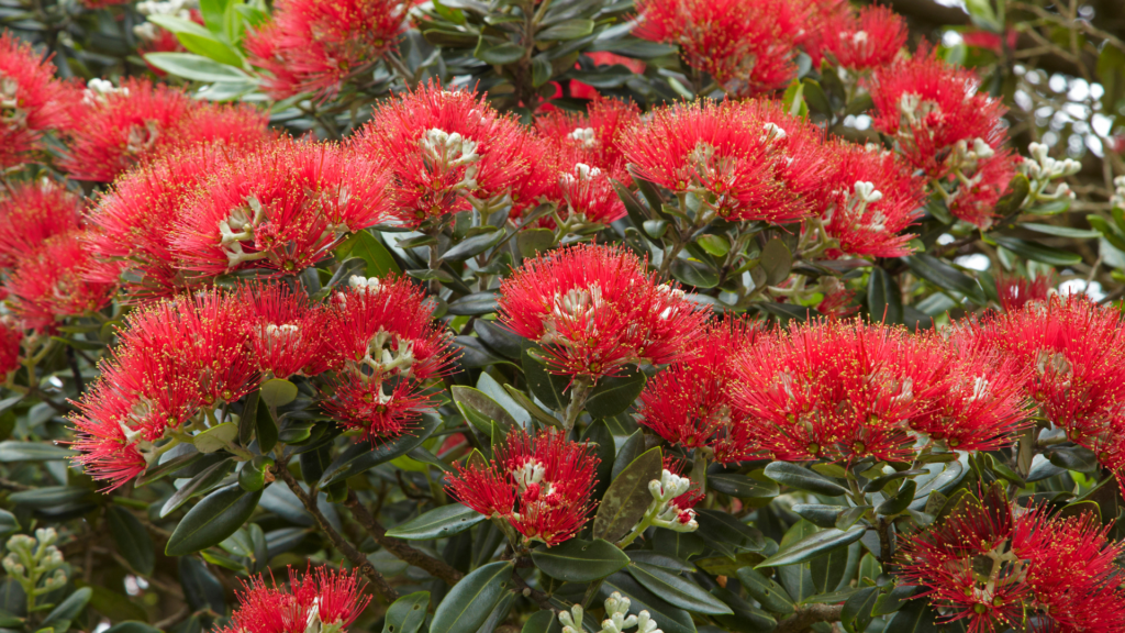 Metrosideros covered in bright red brush-like flowers and glossy green leaves