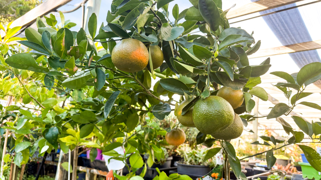 A tree growing oranges at STEPS Garden Centre.
