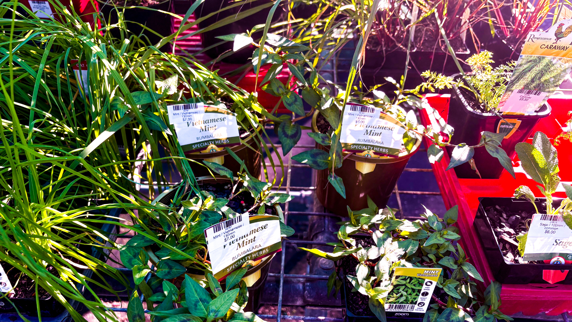 Potted herb plants including Vietnamese mint sage and caraway displayed at the STEPS Garden Centre