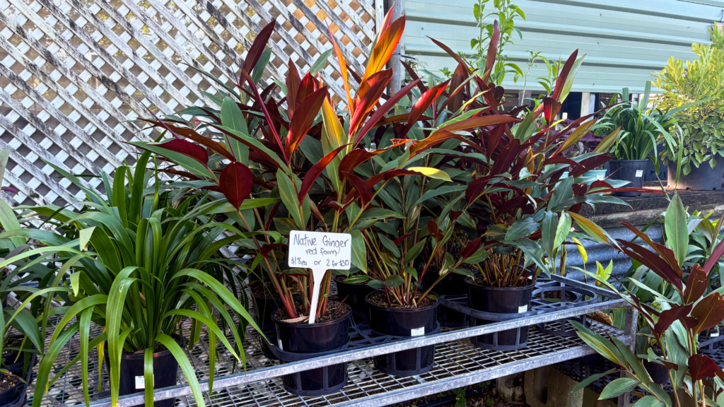 Native Ginger amongst other plants at STEPS Garden Centre