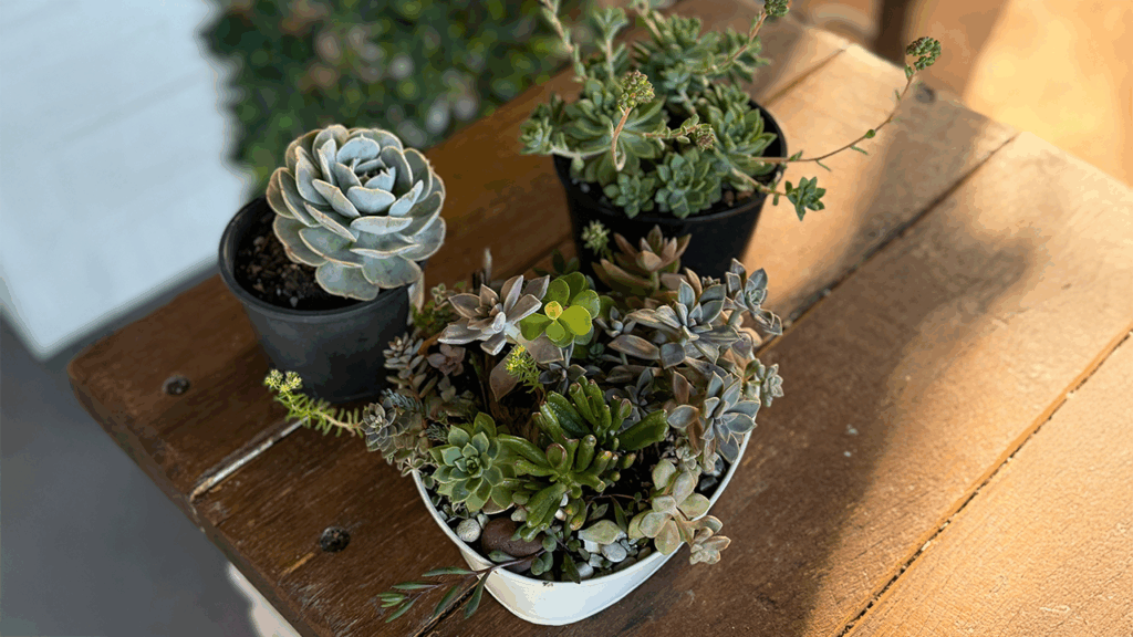 Succulent plants