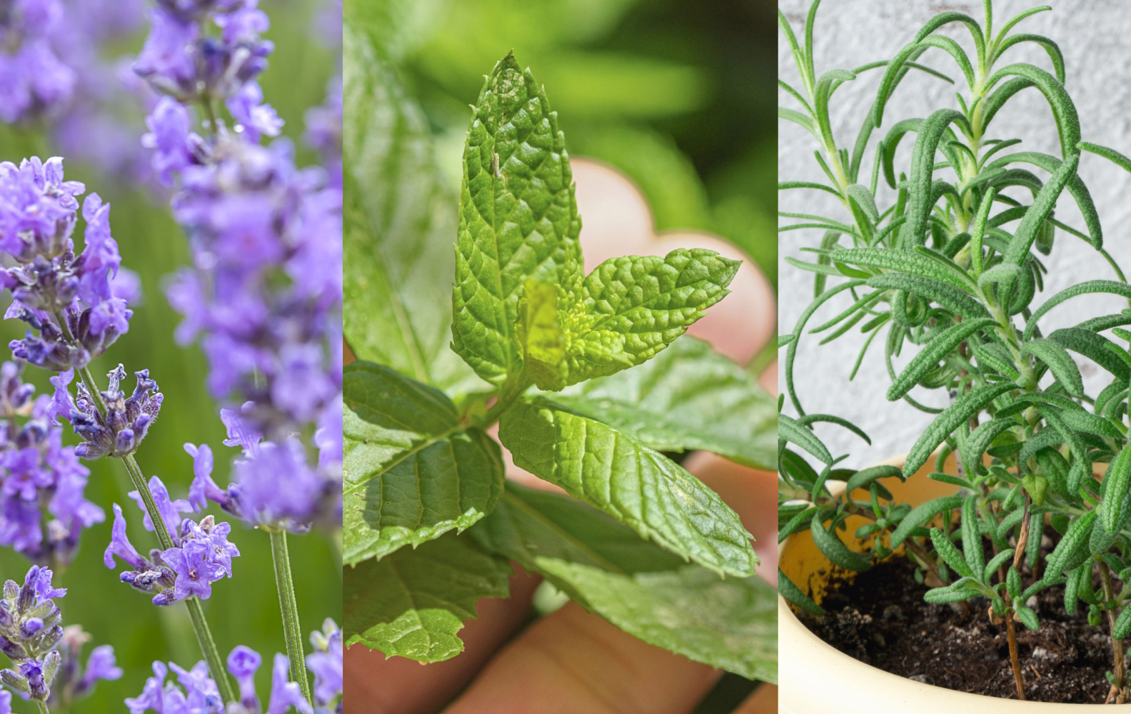 8 Best Plants To Keep Mosquitoes Away STEPS Group Australia