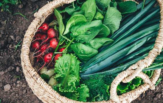 A harvest of fresh spring vegetables