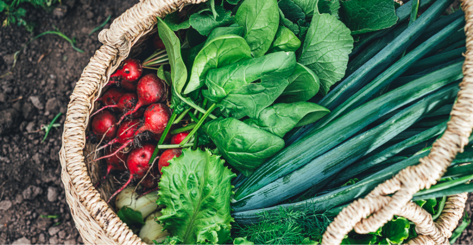 A basket filled with freshly harvested vegetables, including radishes, spinach, leafy greens and long green onions, sitting on soil in a garden.