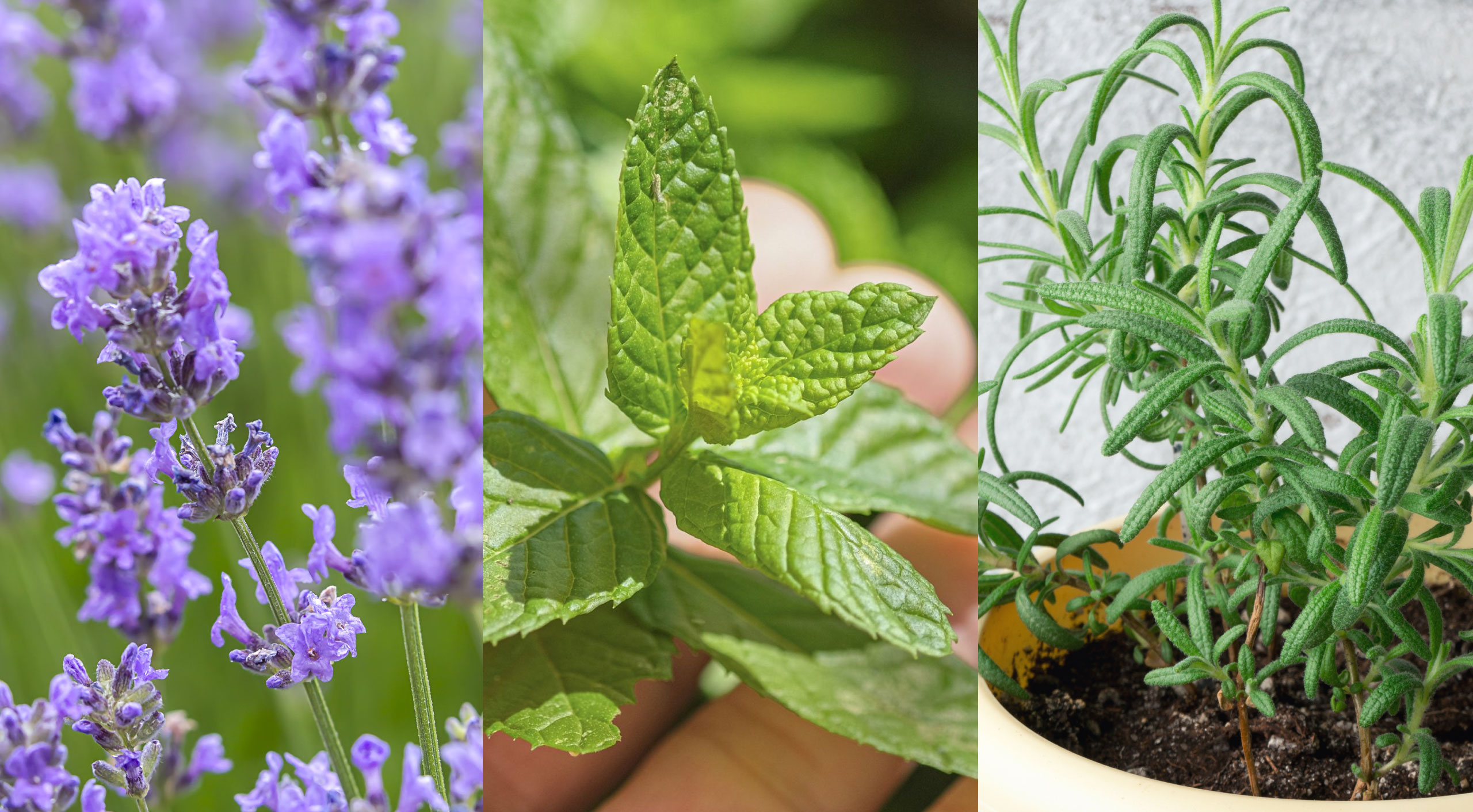 8 Best Plants To Keep Mosquitoes Away | STEPS Group Australia